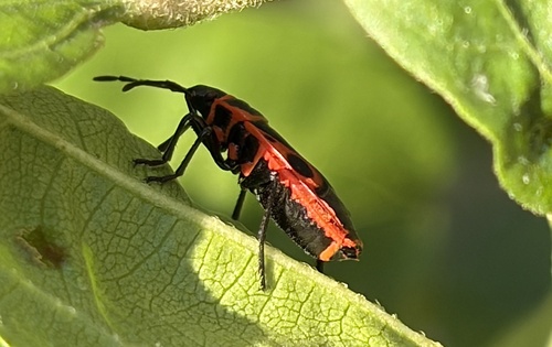 European Firebug
