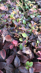 Loropetalum