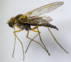 Chrysopilus tomentosus