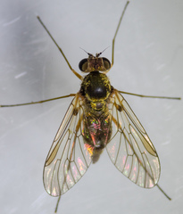 Chrysopilus tomentosus