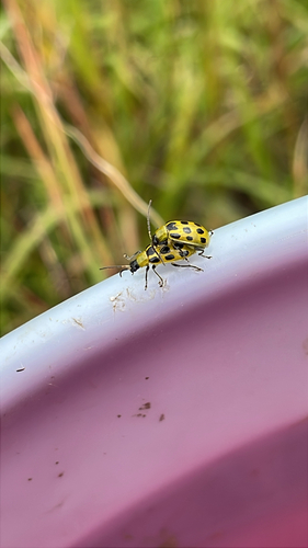 Spotted Cucumber Beetle