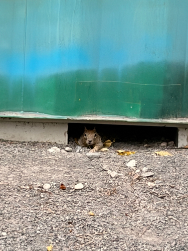 Rock Squirrel