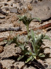 Gamochaeta stagnalis