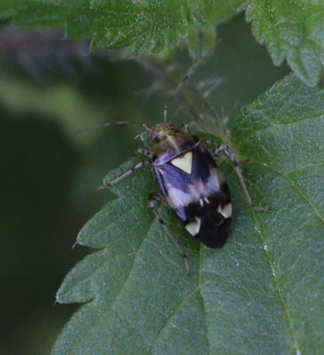 Three Spotted Nettle Bug