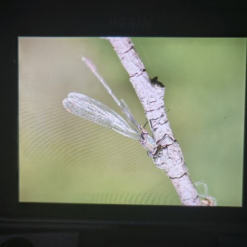 Western Willow Spreadwing