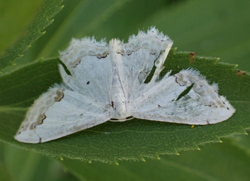 Lace Border