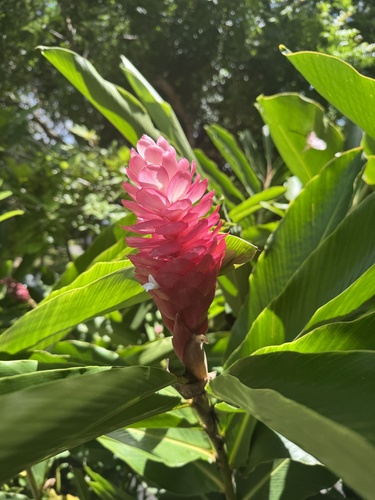 Red Ginger