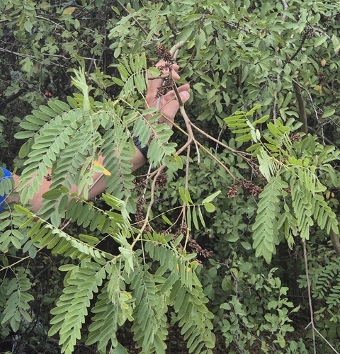 false indigo bush