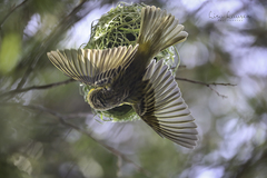Ploceus velatus