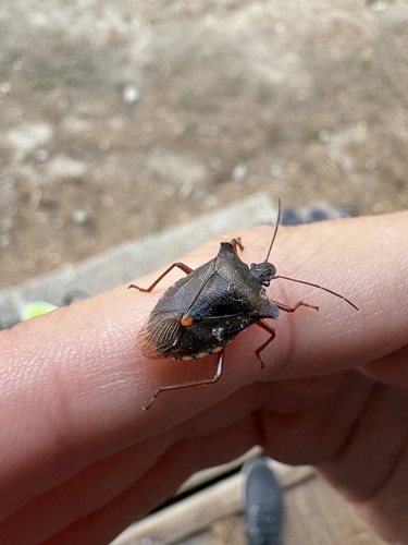 Forest Bug