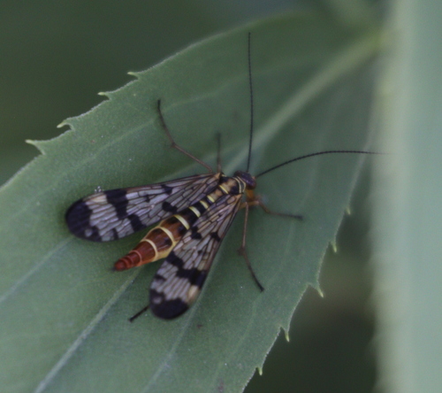 Common European Scorpionfly