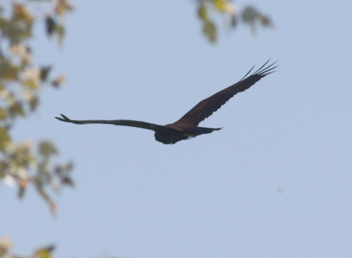 Western Marsh Harrier