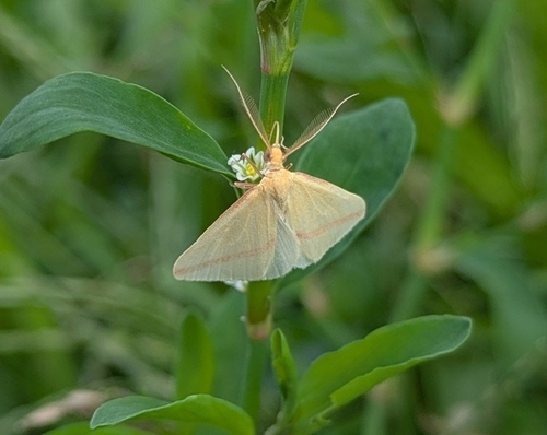 Vestal