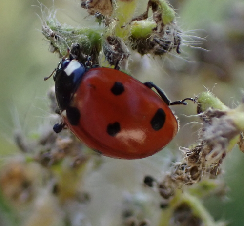 Seven-spotted Lady Beetle