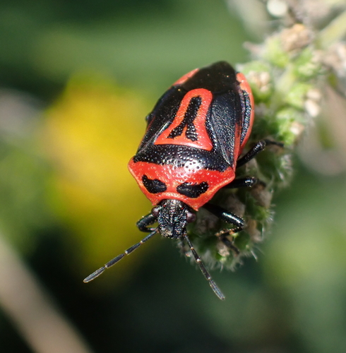 Two-spotted Stink Bug