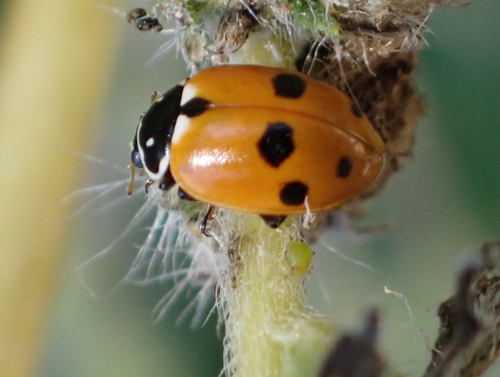 Variegated Lady Beetle