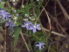Campanulastrum americanum, photograph (c) Lexi Destria, some rights reserved (CC BY)