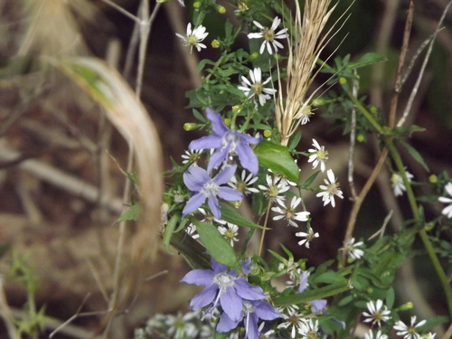 Campanulastrum americanum, photograph 6