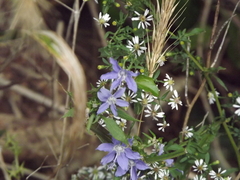 Campanulastrum americanum, photograph (c) Lexi Destria, some rights reserved (CC BY)