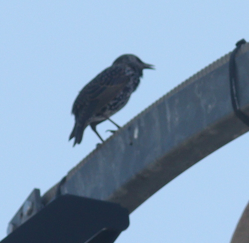 European Starling