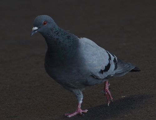 Feral Pigeon