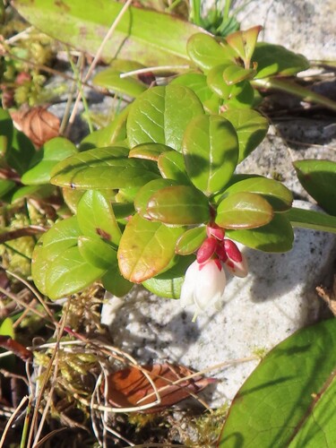 Lingonberry