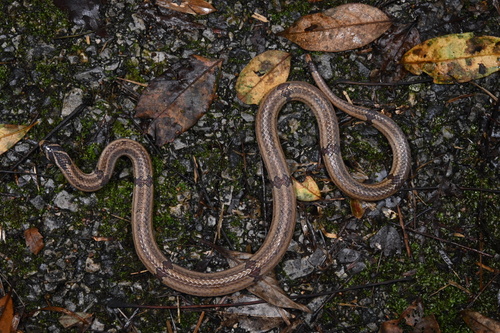 Lungshen Kukri Snake