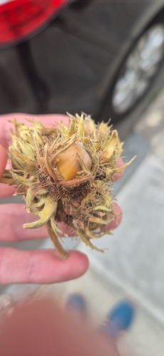Turkish Hazel