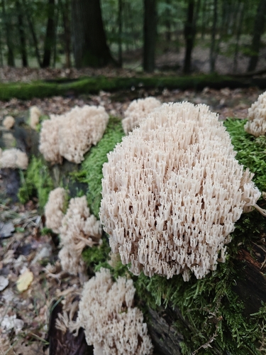 Artomyces microsporus