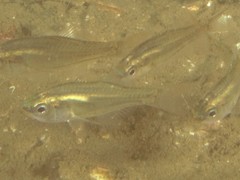 Siphamia roseigaster