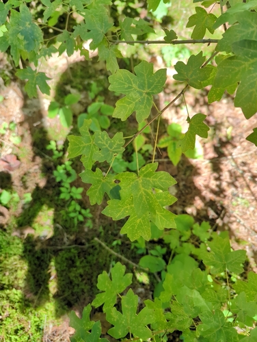 field maple