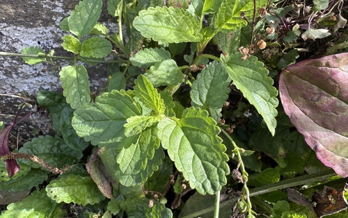 Scrophularia auriculata, photograph 1