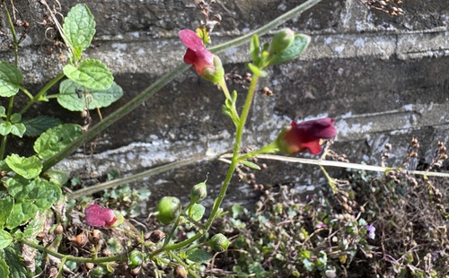 Scrophularia auriculata