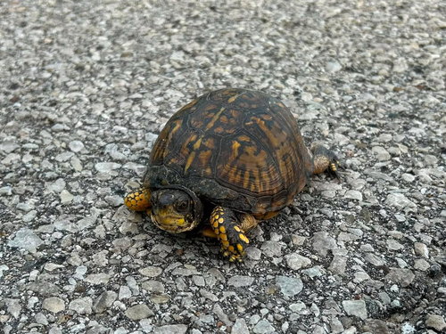 Eastern Box Turtle