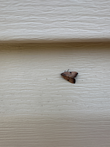 Wedgling Moth