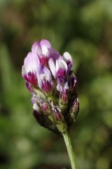 Astragalus didymocarpus