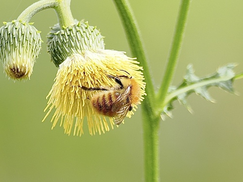 Common Carder Bumble Bee