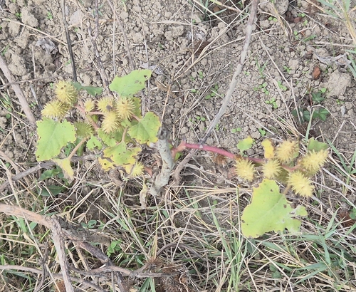common cocklebur