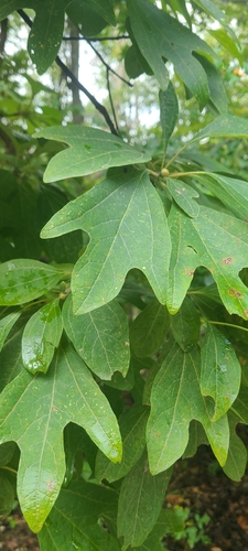 sassafras