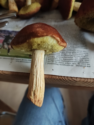Aureoboletus projectellus