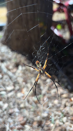 Yellow Garden Spider