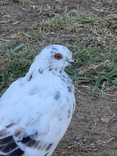 Feral Pigeon
