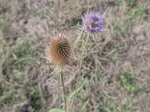 wild teasel