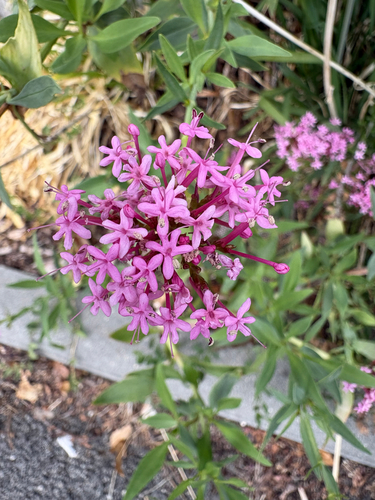 Red Valerian