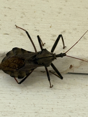 North American Wheel Bug