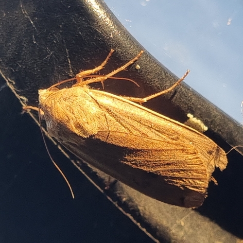 Large Yellow Underwing