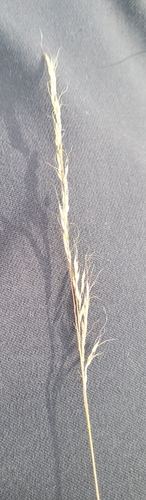 Muhlenbergia trifida, 2026-09-17