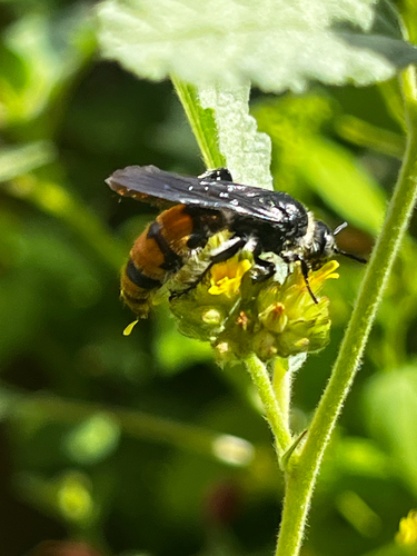 Toltec Scoliid Wasp