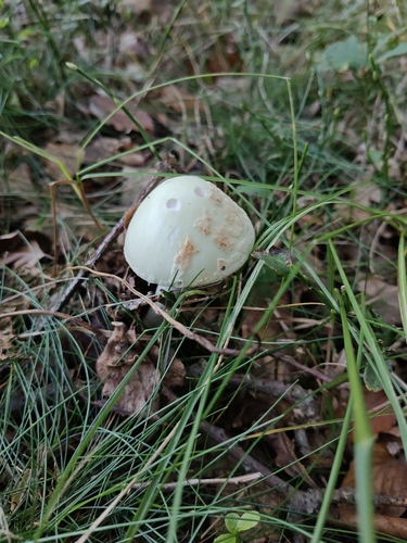 False Death-cap