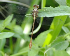 Aphylla angustifolia